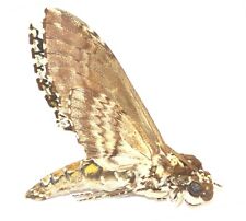 LEPIDOPTERA, SPHINGIDAE