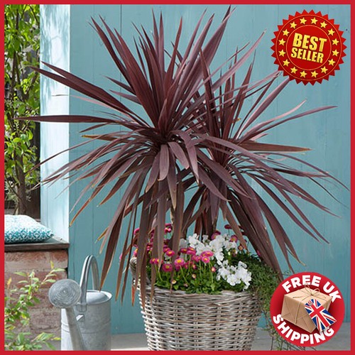 Cordyline australis red - x,