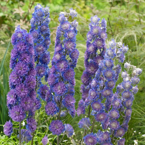 Delphinium highlander sweet - highlander,