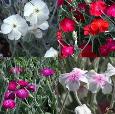 Lychnis Coronaria 🌸 Mix 100