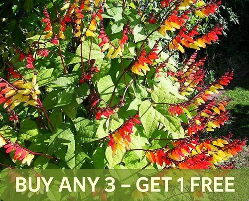 Mina lobata spanish - -,