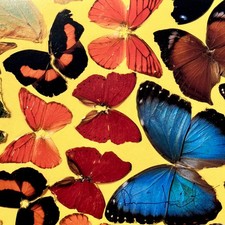 DAMIEN HIRST Butterfly 2008