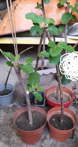Organic fig tree rooted - fig,