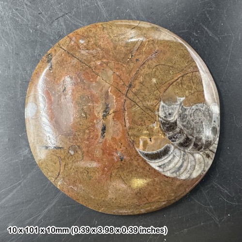 Polished button goniatite