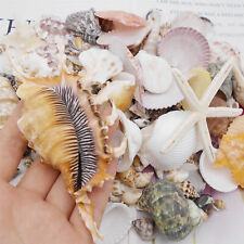 500g/Pack Mixed Conch Shell 280-300PCS Sea Shells Decor Ornament for Fish Tank