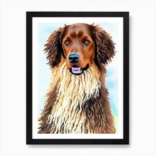 Curly Coated Retriever 4