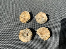 Fossil ichthyosaur vertebra - fossil,