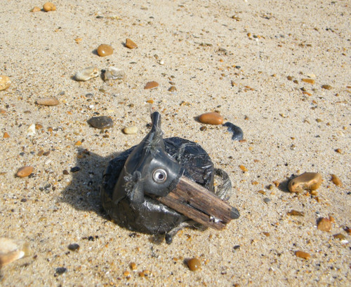 Driftwood flotsam dog - driftwood/flotsam,