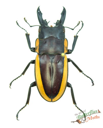 Prosopocolius bison jaw beetle - prosopocolius,