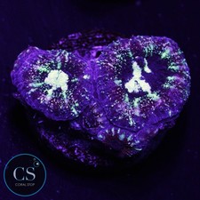 CS Splattered Mime Asian Acan