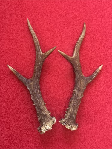 Pair roe deer antlers - pair,