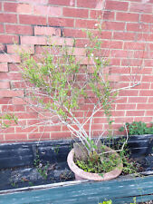 Well Established 20 year White Fragrant Jasmin Plant in Pot - Ready to Plant on