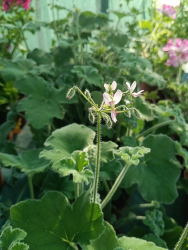 Pelargonium tomentosum - pelargonium, 'tomentosum'