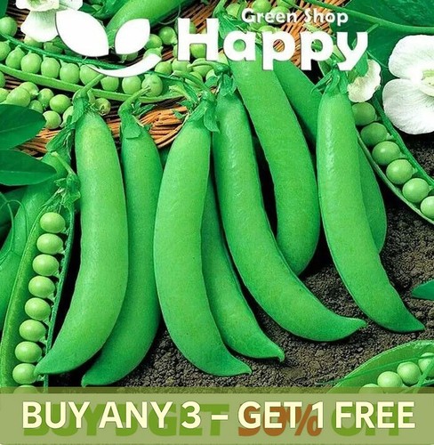 Vegetable seeds pea dwarf - vegetable,