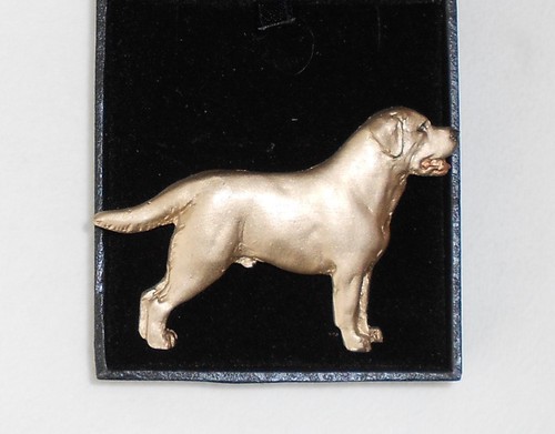 Yellow labrador dog - labrador,
