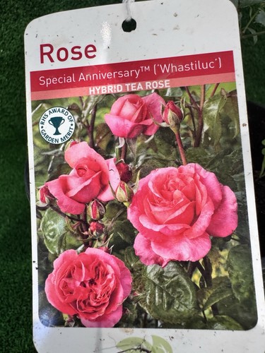 Rose special anniversary - rose, ‘special