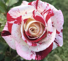 Rock & Roll-Hybrid Tea Bush