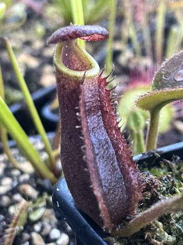 Nepenthes tropical pitcher - -,