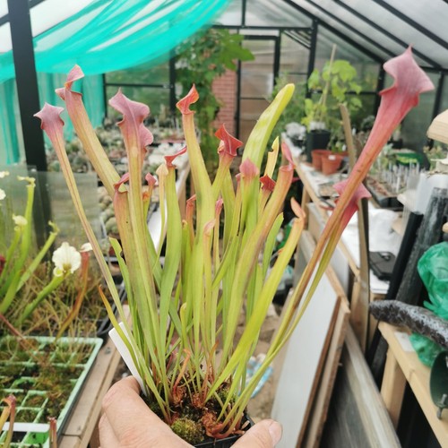 Sarracenia moorei adrian - sarracenia, moorei,