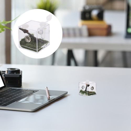 Jumping spider enclosure - jumping,