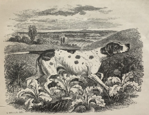 English pointer dog antique - english,