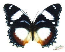 Diadem butterfly Hypolimnas