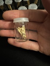 Grey Squirrel Sacrum