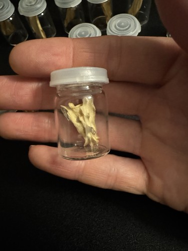 Grey squirrel sacrum - squirrel,