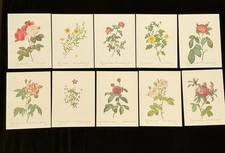 SET OF 10 BEAUTIFUL REDOUTE