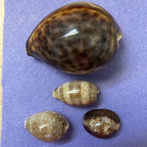 Tiger cowrie shell - cowrie,
