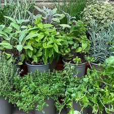 3x Mixed Culinary Herb Plants