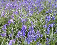50 English Bluebells Bulbs Plant Now Ready For Spring