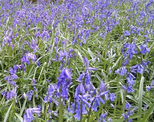 Bluebells bulbs plant now - bulbs,