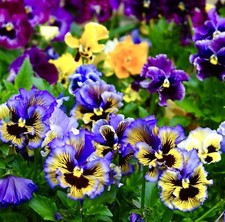 60x Pansy Swiss Can Can Viola