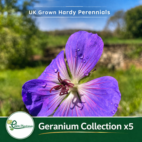 Hardy geranium collection - hardy, x5