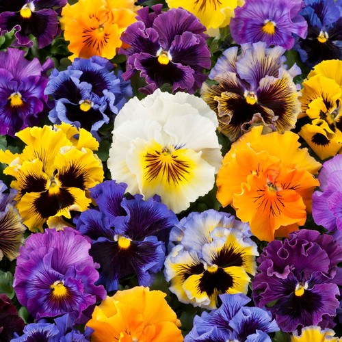 Tray small pansy frizzle - pansy,