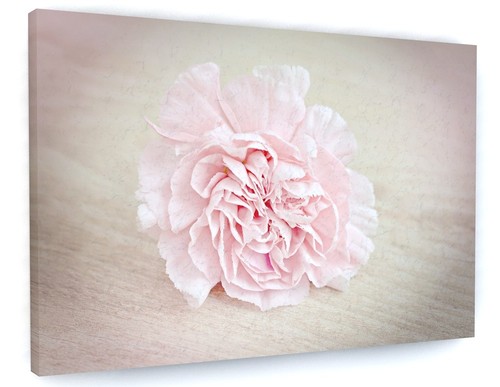 Stunning pink carnation flower - stunning,