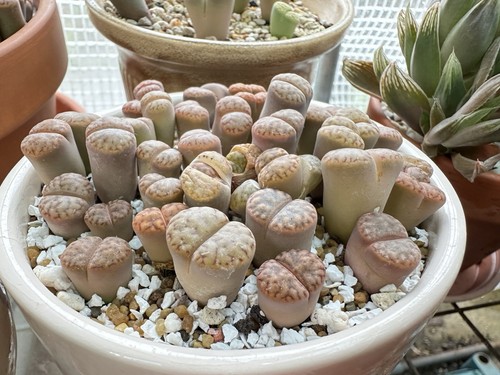 Lithops living stones - stones’,