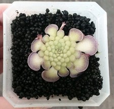 Pinguicula Cyclosecta 