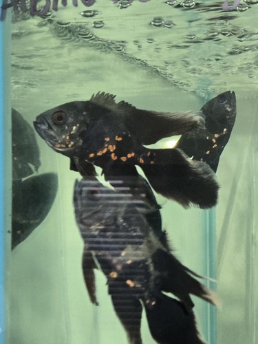 Longfin tiger oscar live - oscar,