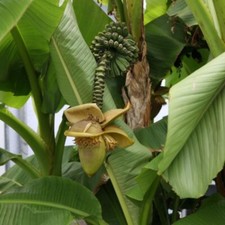 Musa basjoo - 1x 5 Litre Pot - Japanese Banana Palm with Edible Fruits