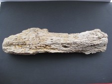 fantastic unusual big fossil wood/log(crystals/rocks/mineral gemstones specimen