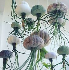 No Soil House Plant - Hanging Tillandsia Jellyfish Air Plant in Sea Urchin Shell
