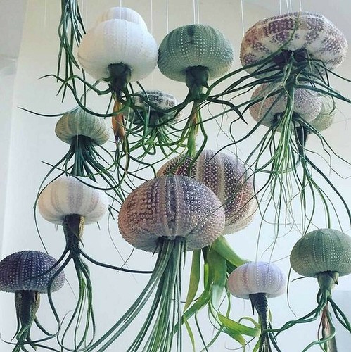 Soil house plant hanging - -,