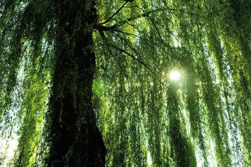 Weeping willow tree - tree, live