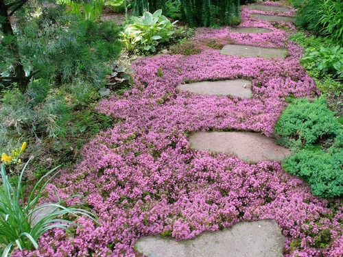 Plants creeping thyme - -,