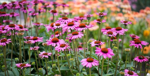 Echinacea purpurea purple - 4x,
