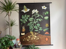 Vintage POTATO school chart