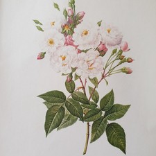 Pierre Joseph Redoute Colour