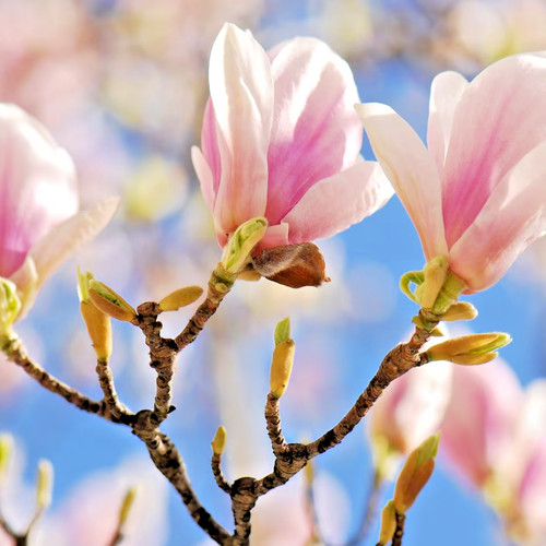 Magnolia soulangiana 3lt pot - soulangiana,